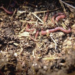 Vermicompostaggio dei concimi animali