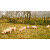 suini_piccoli_2016_01