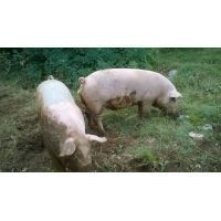 wp_20150816_12_06_23_pro