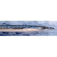 mackerel-1139778_960_720