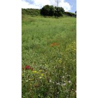 whatsapp image 20200306 at 18.11.58