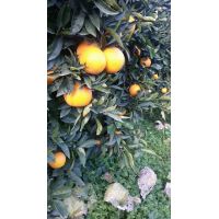 6ce5990e08344ecb8d39e062bc83cfde