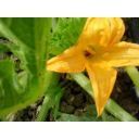 G.A.S. Alto Metauro Urbania