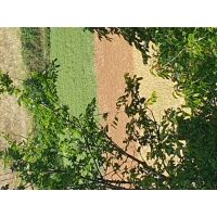 arditoantermesterminillo